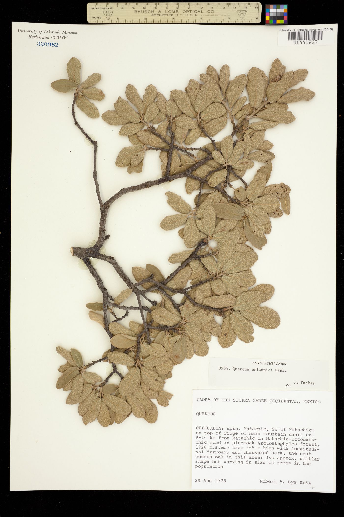 Quercus arizonica image