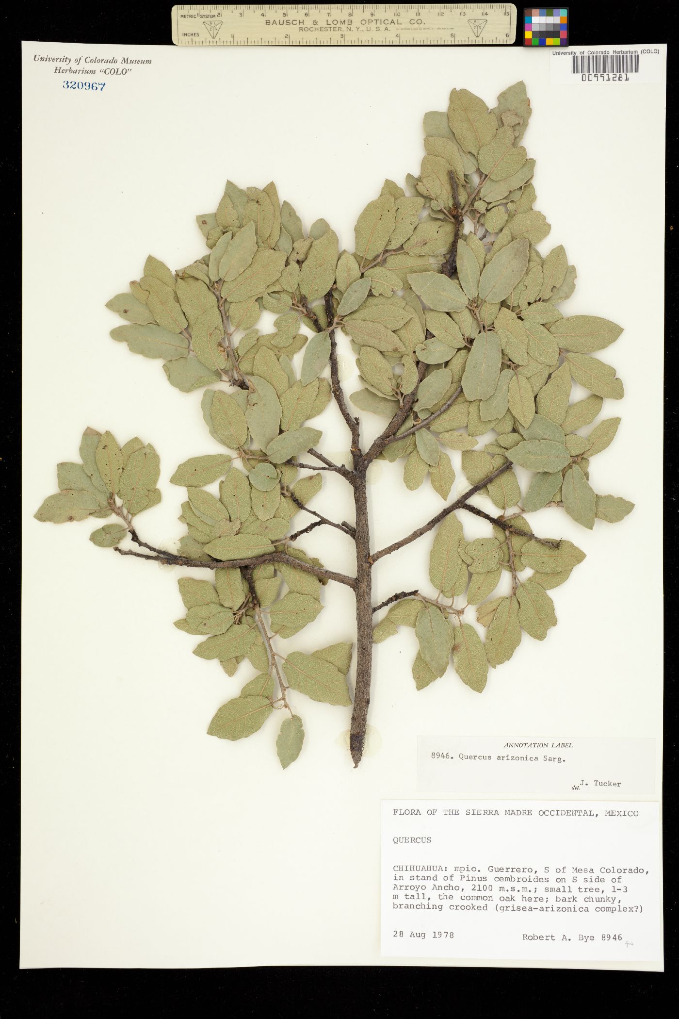 Quercus arizonica image