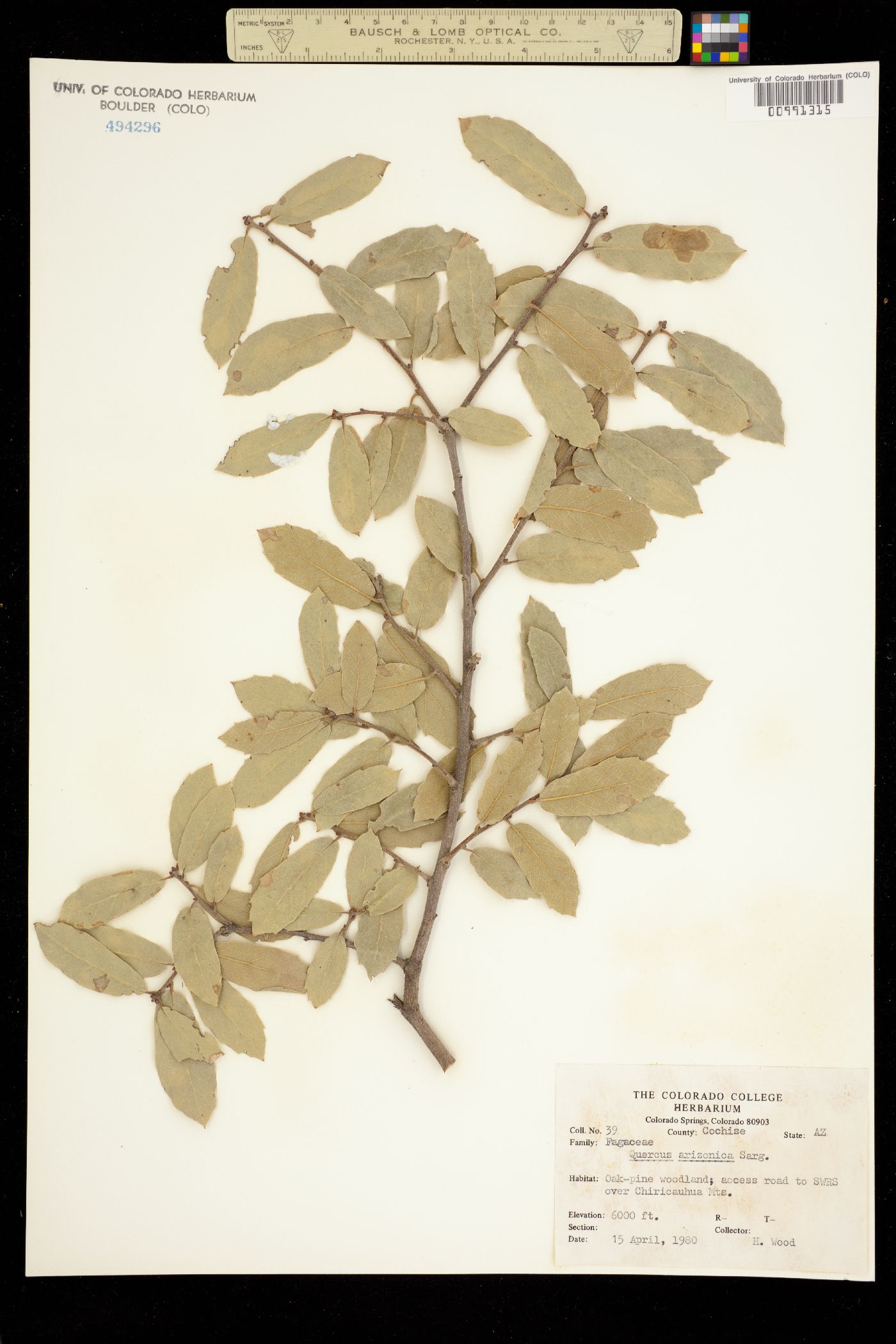 Quercus arizonica image