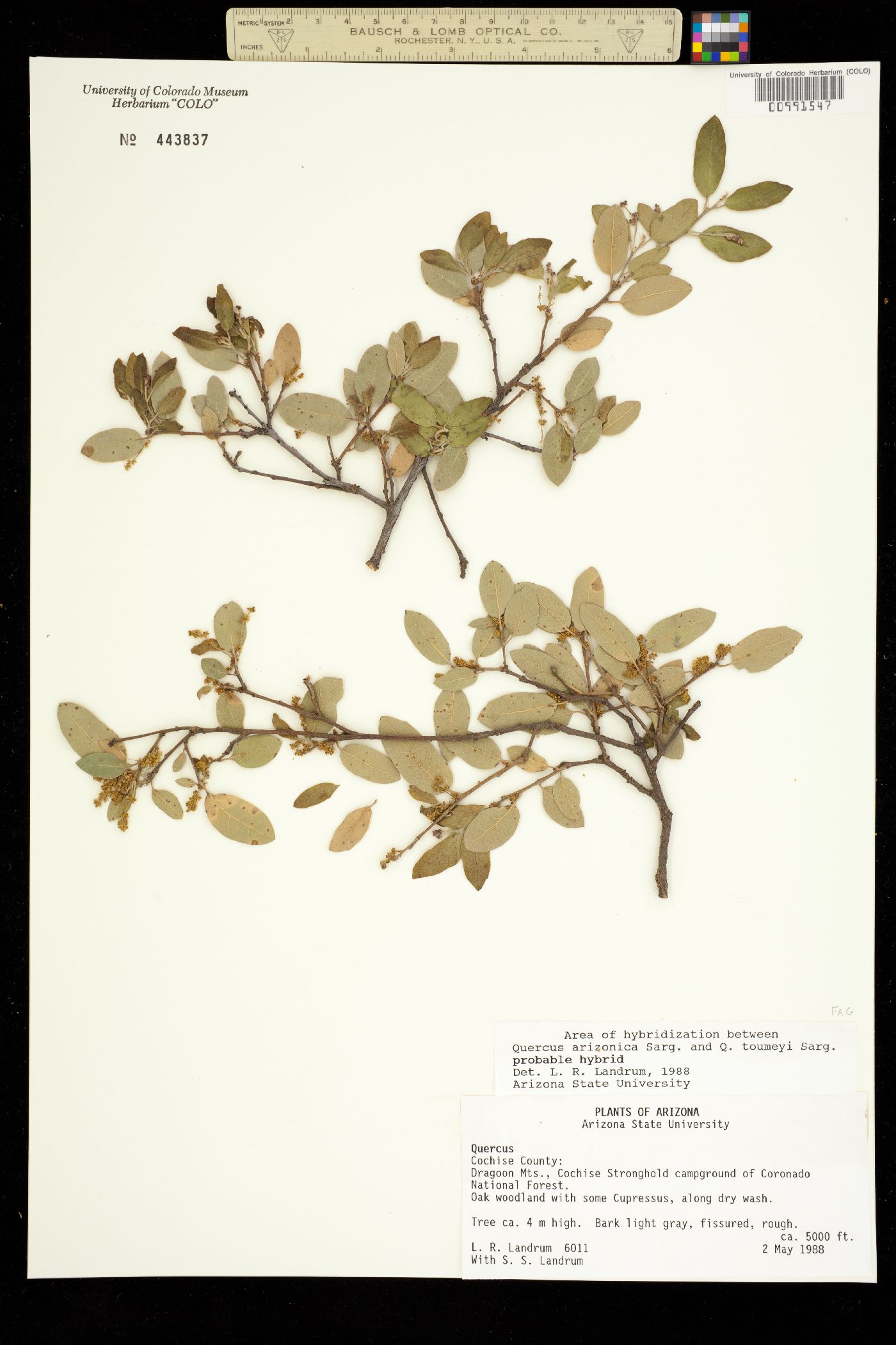 Quercus arizonica image