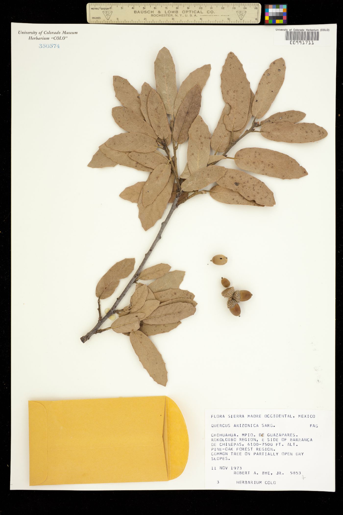 Quercus arizonica image