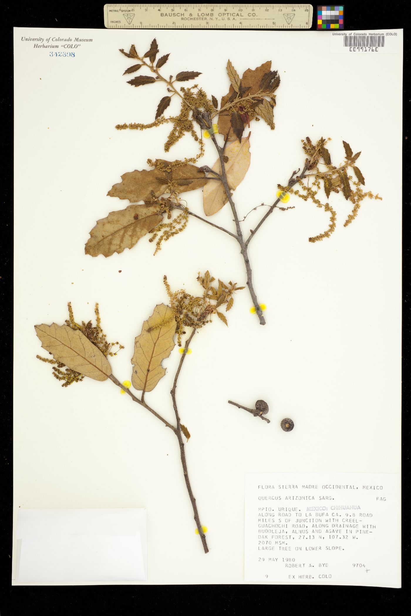 Quercus arizonica image
