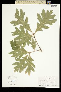 Image of Quercus alba