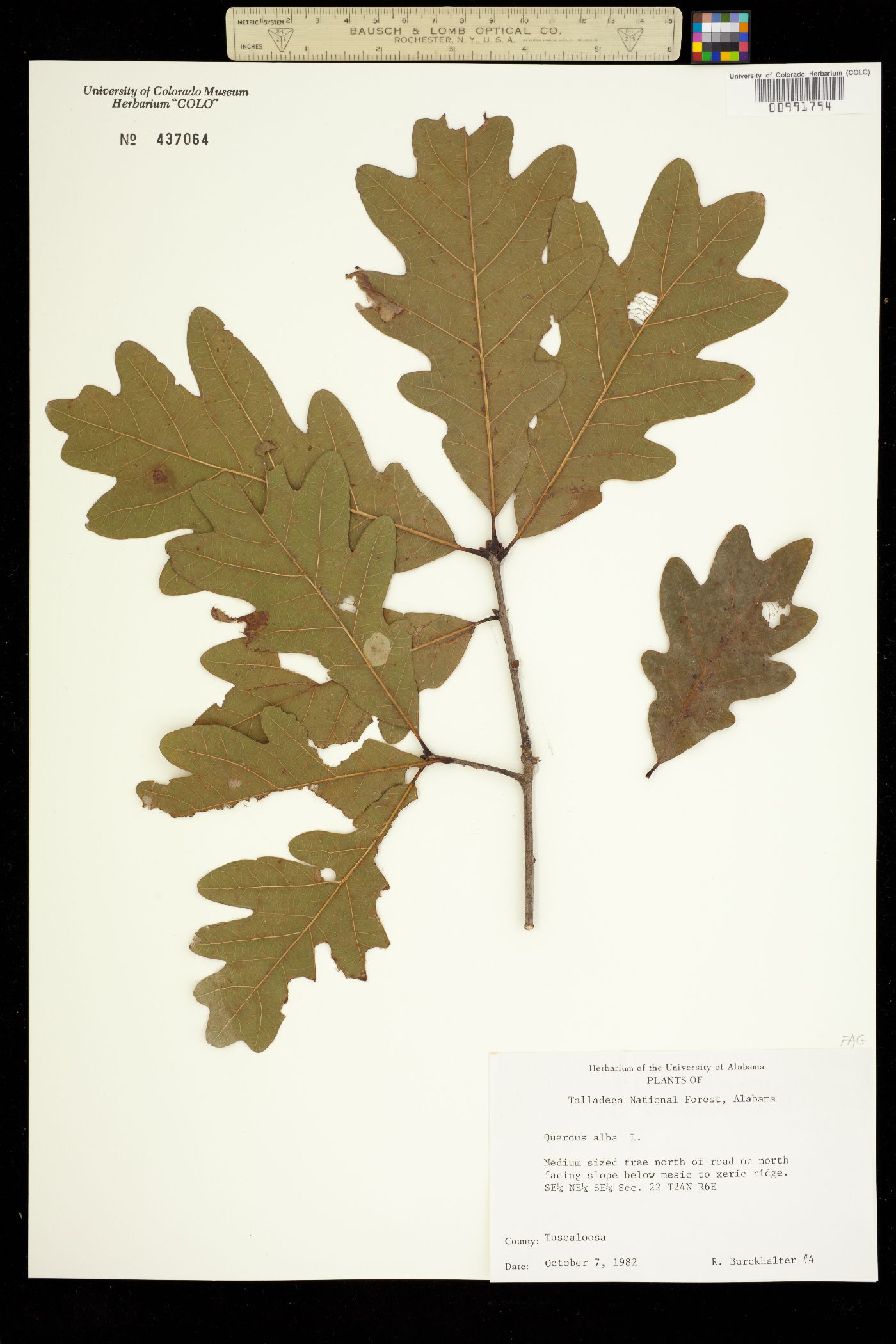 Quercus alba image