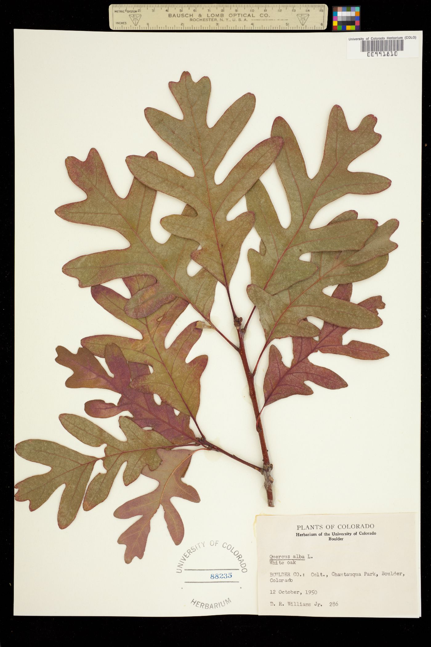 Quercus alba image