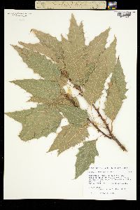 Quercus albocincta image