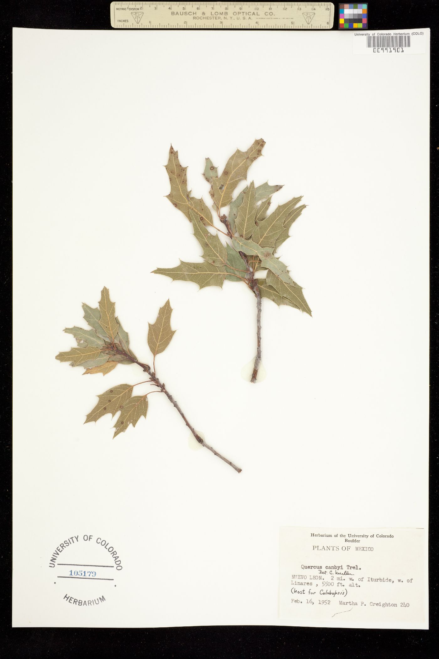 Quercus canbyi image