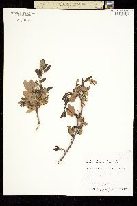 Image of Quercus berberidifolia