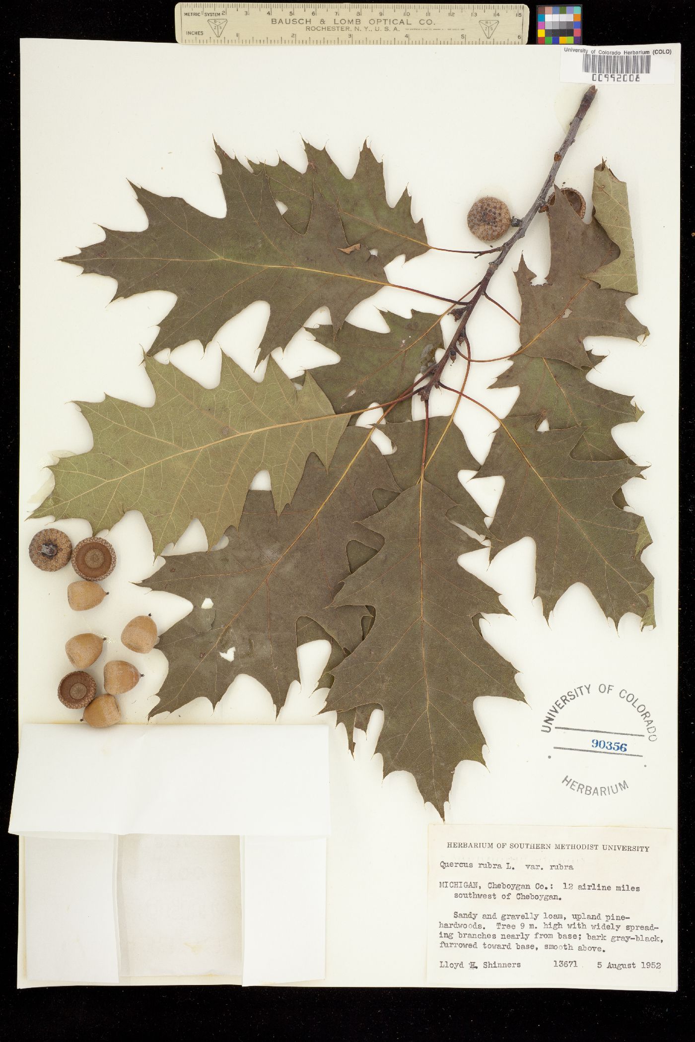 Quercus rubra image