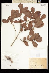 Image of Quercus chapmanii