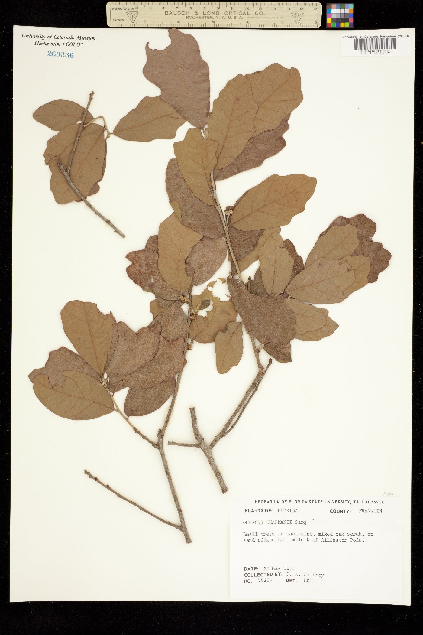 Quercus chapmanii image