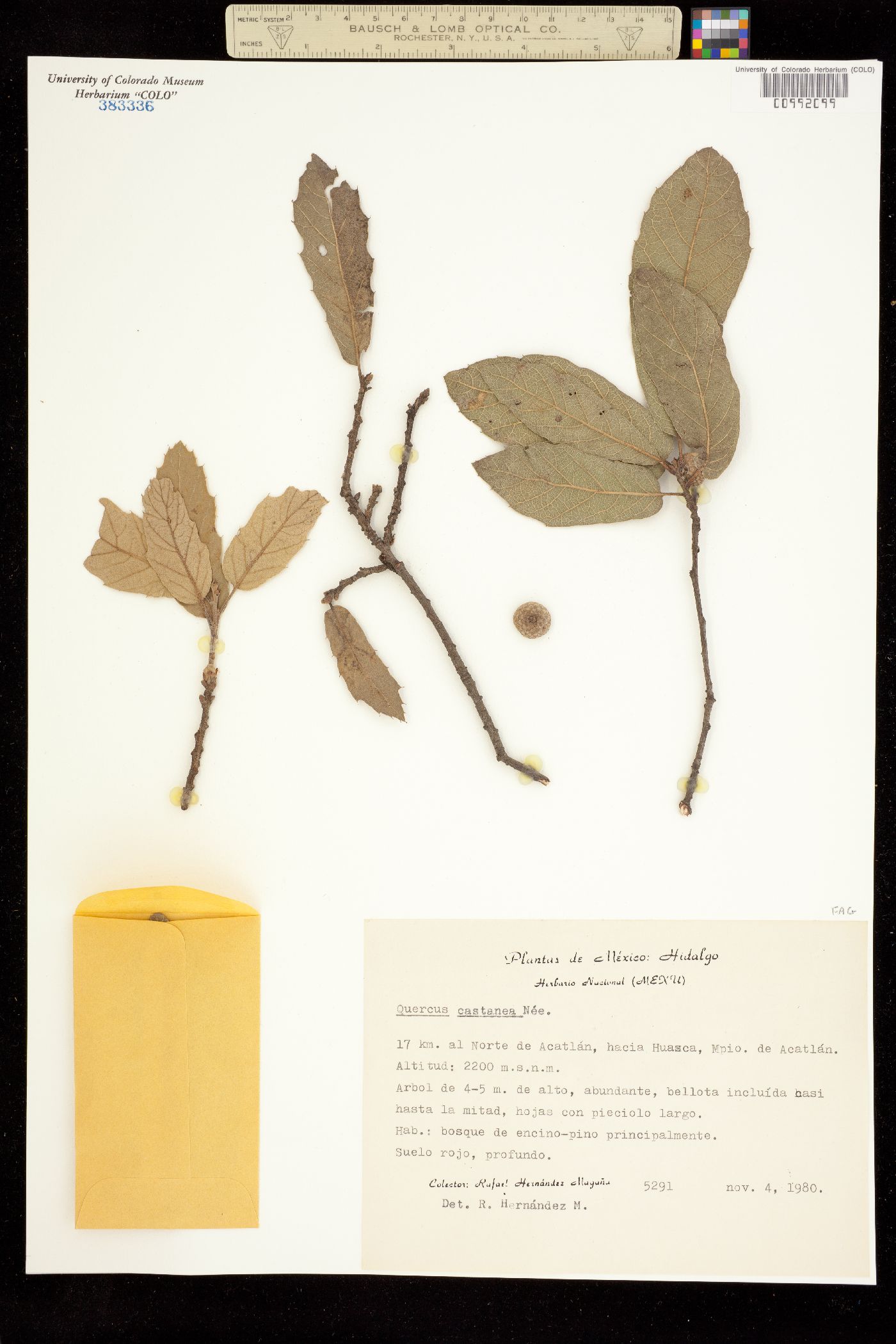 Quercus castanea image