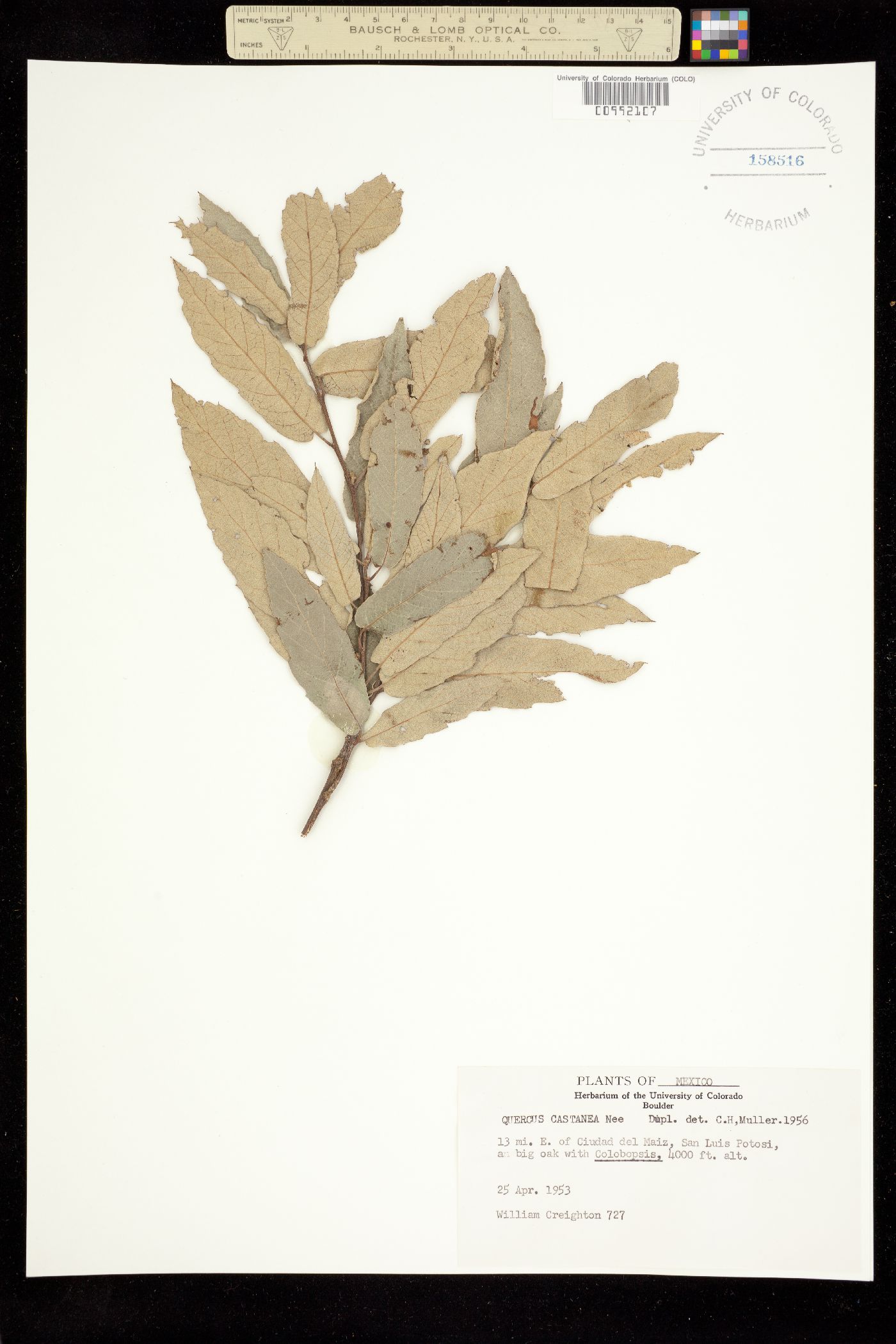 Quercus castanea image