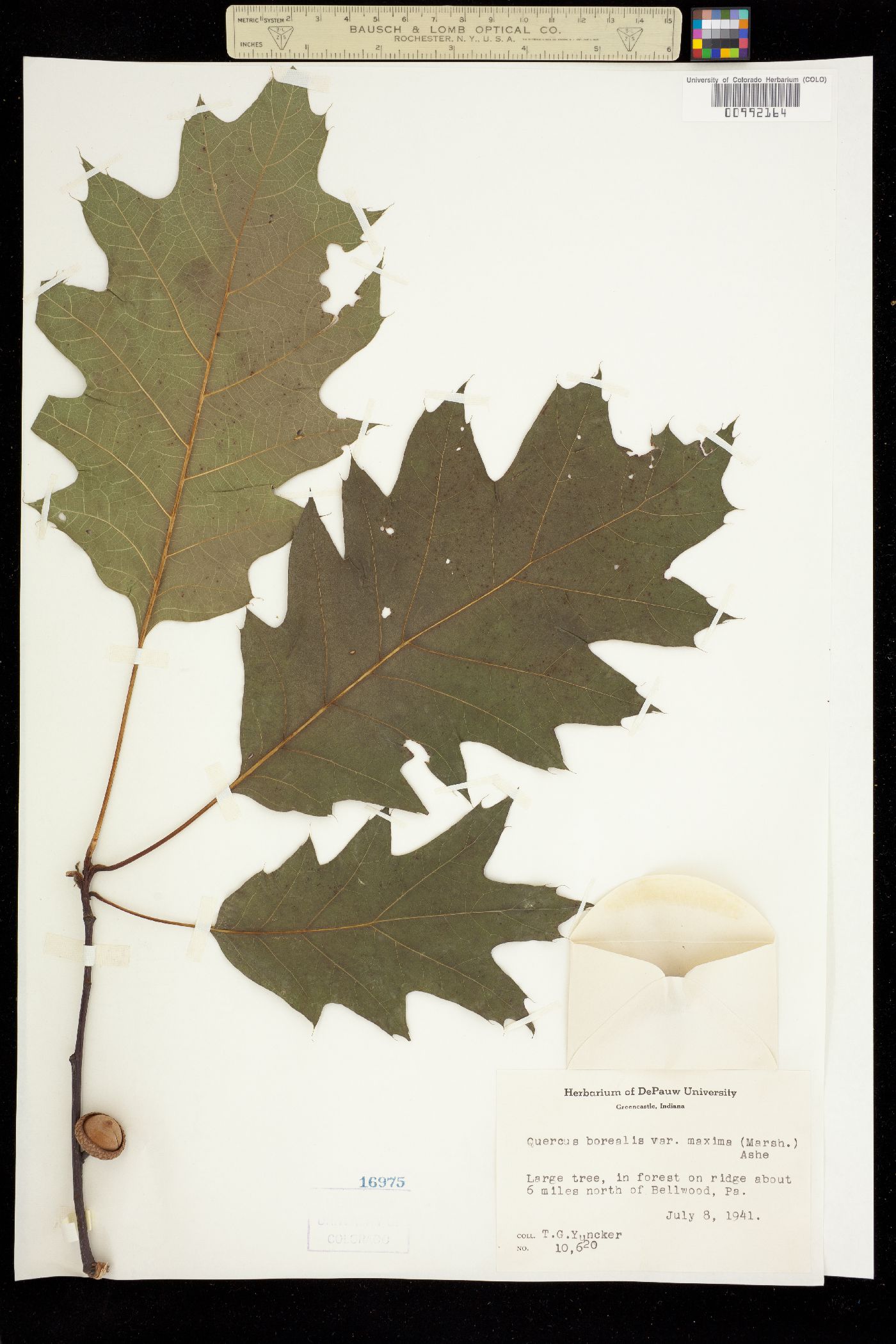 Quercus rubra image
