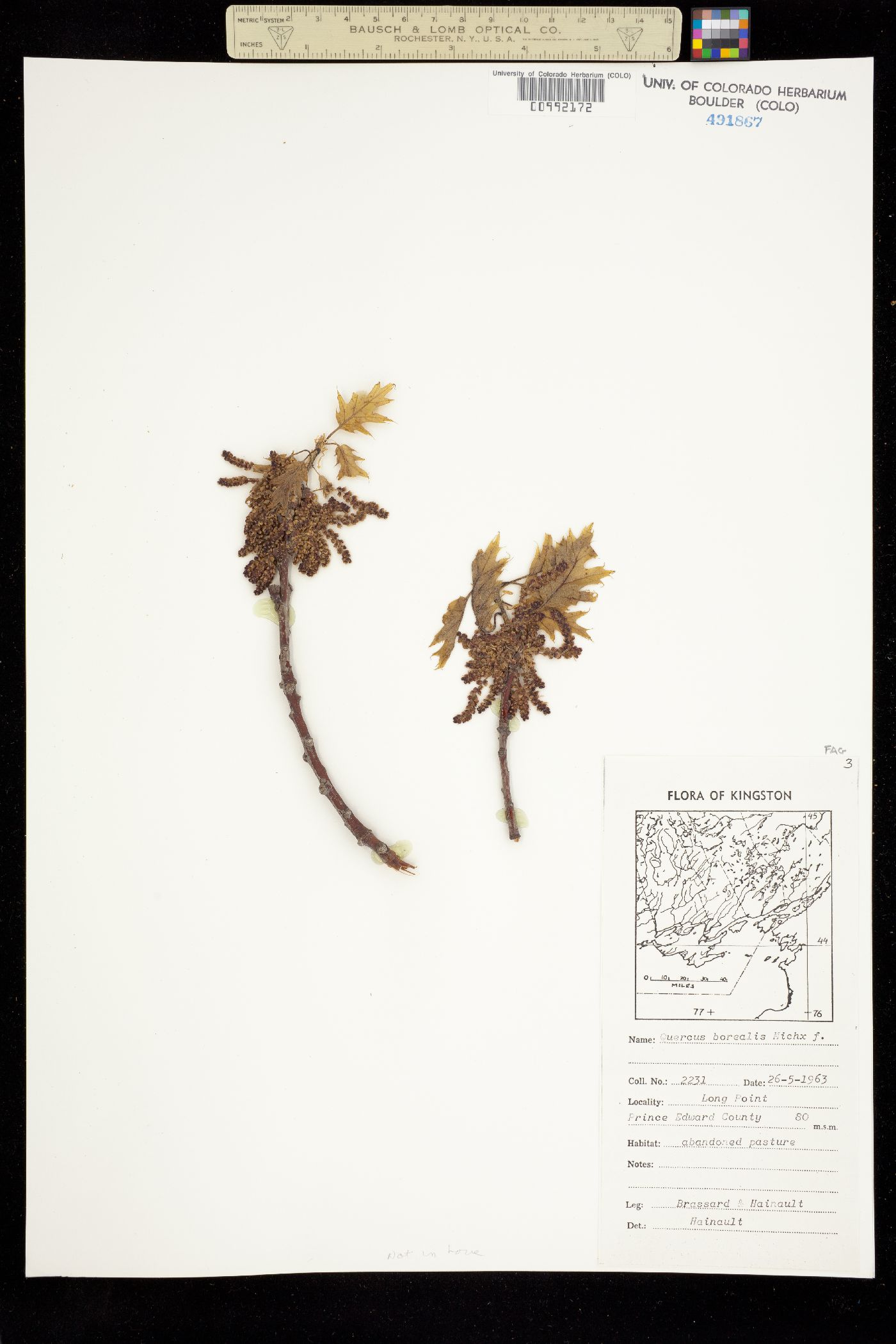 Quercus rubra image