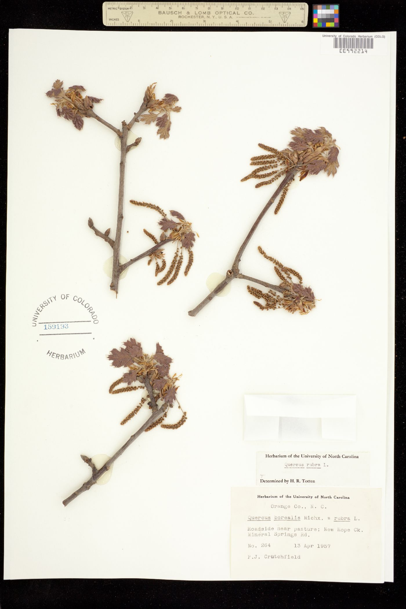 Quercus rubra image
