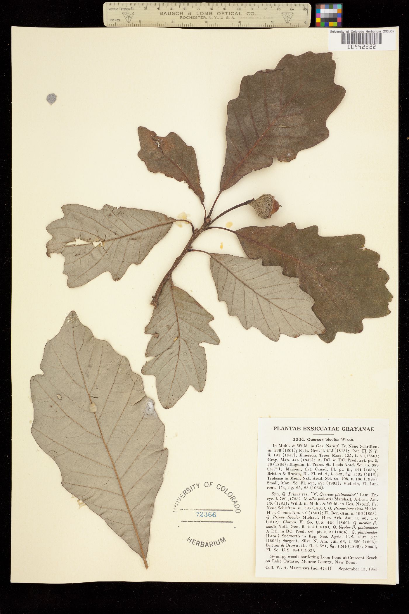 Quercus bicolor image