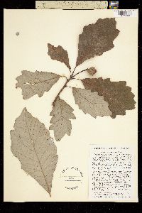 Image of Quercus bicolor