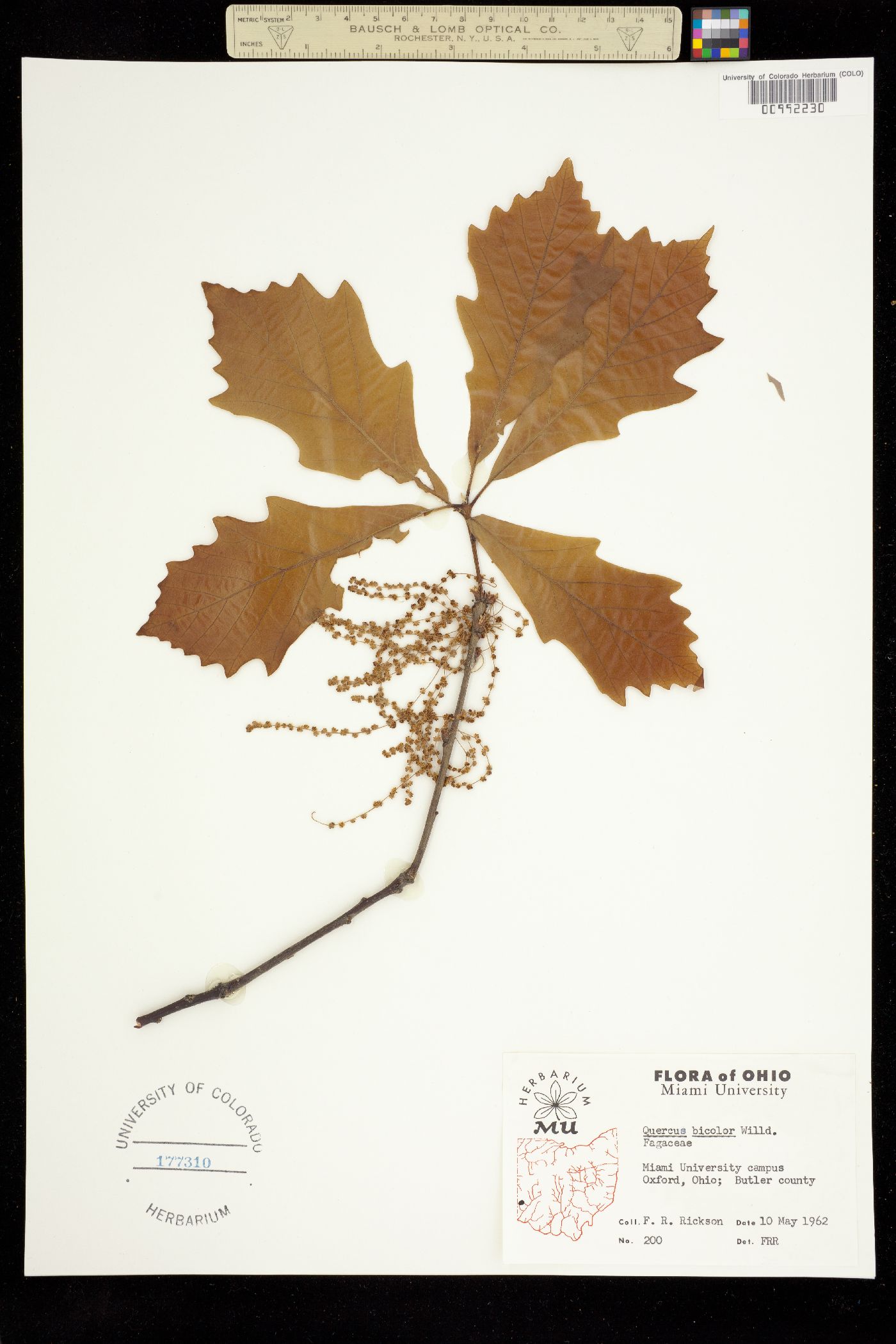 Quercus bicolor image