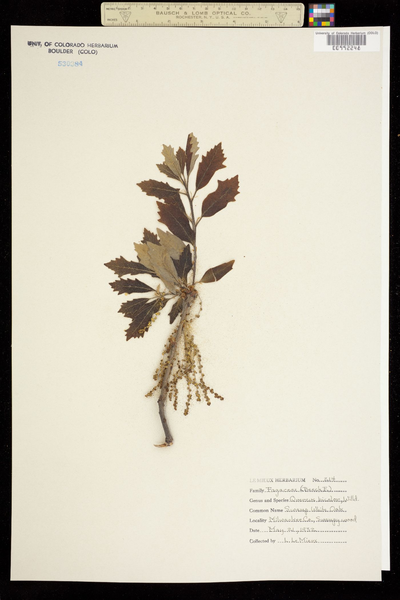 Quercus bicolor image