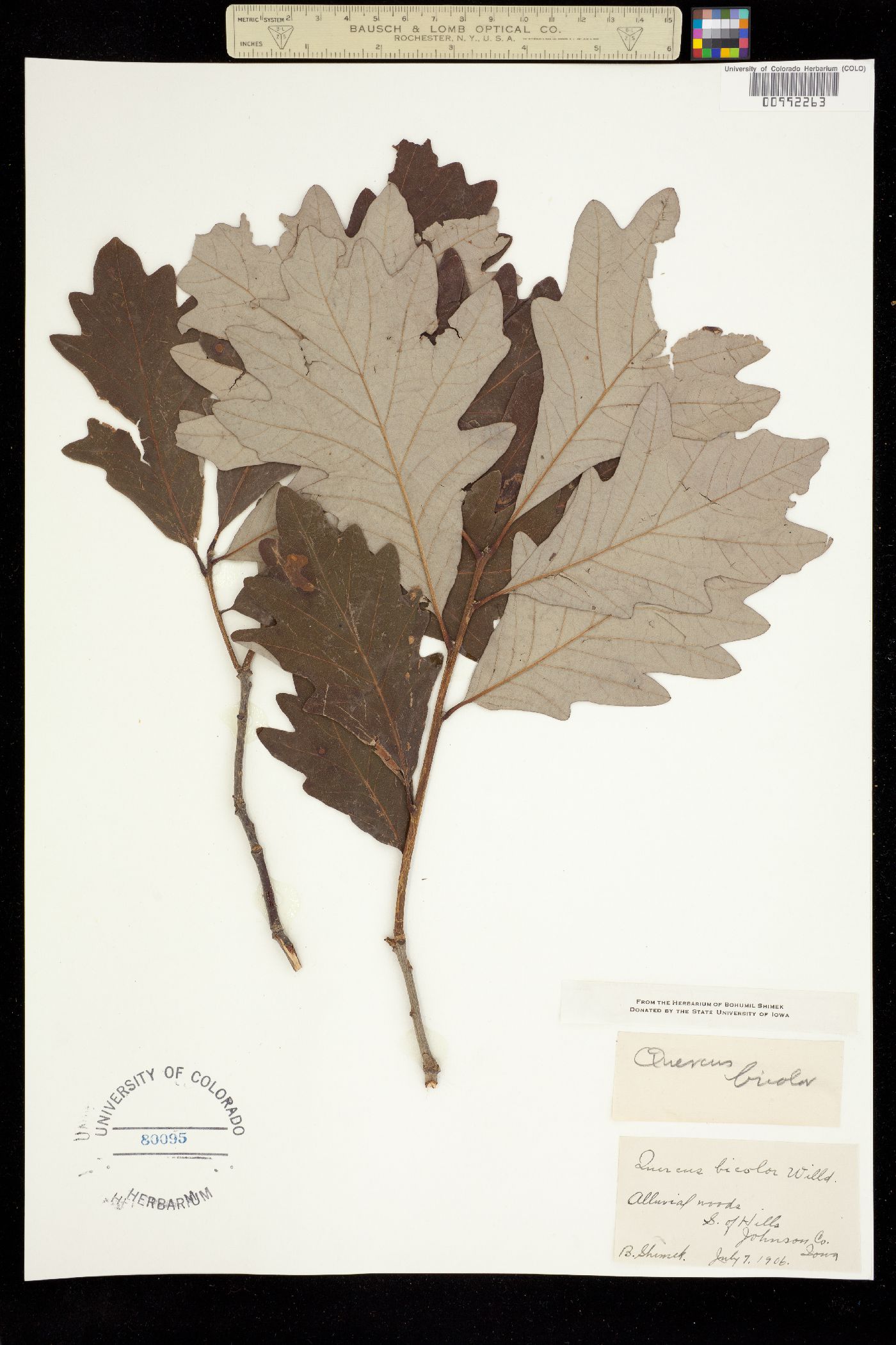 Quercus bicolor image