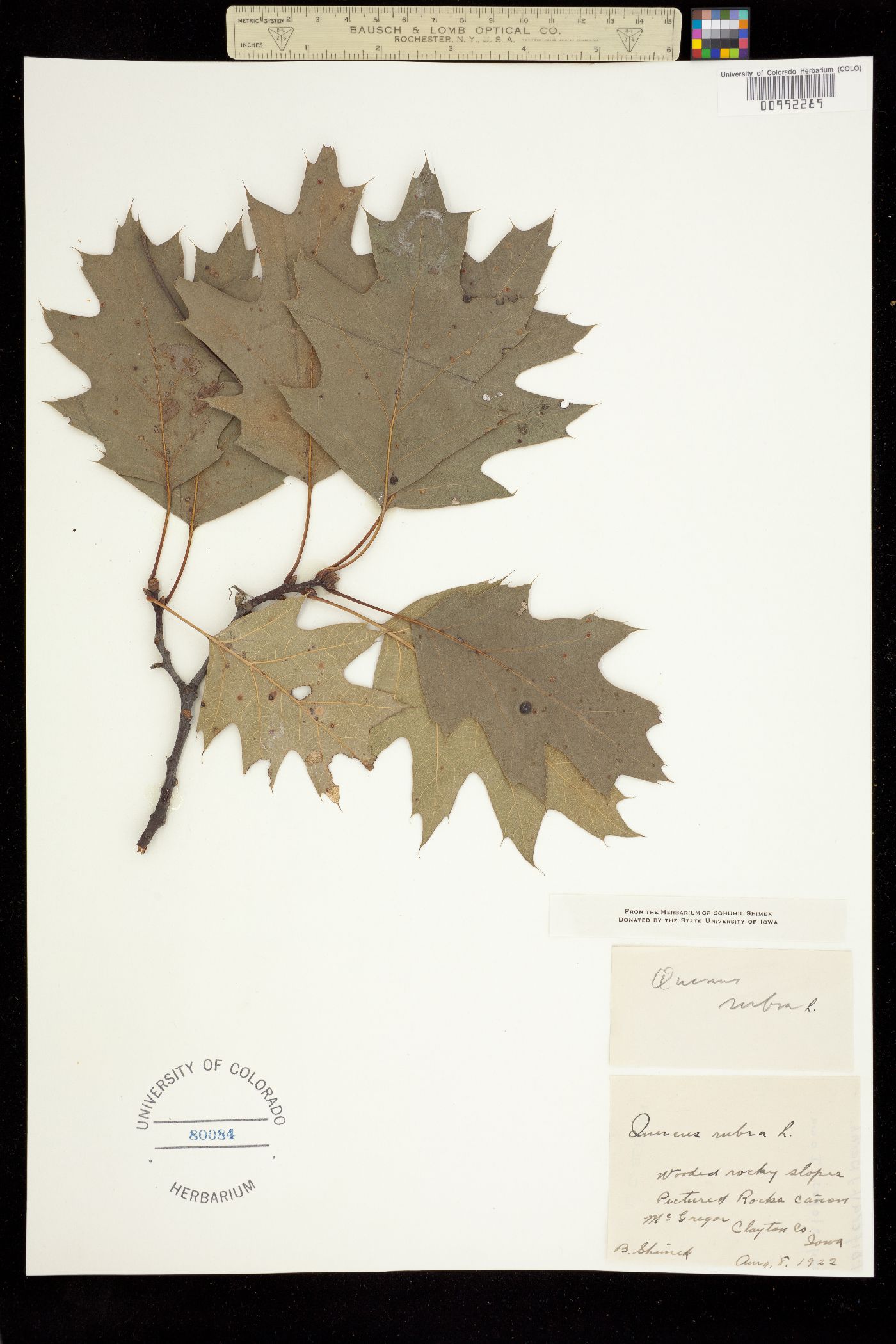 Quercus borealis image