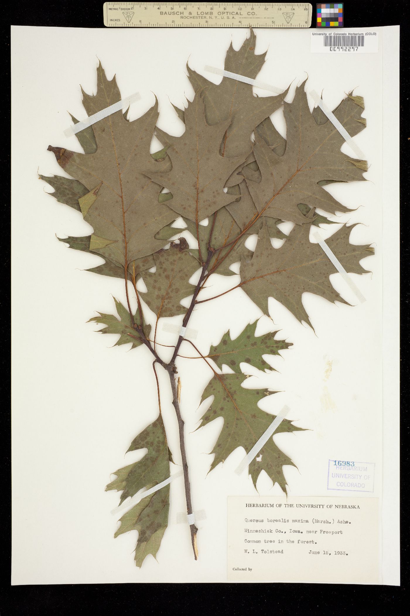Quercus rubra image
