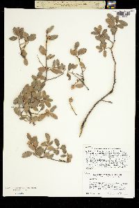 Image of Quercus alvordiana
