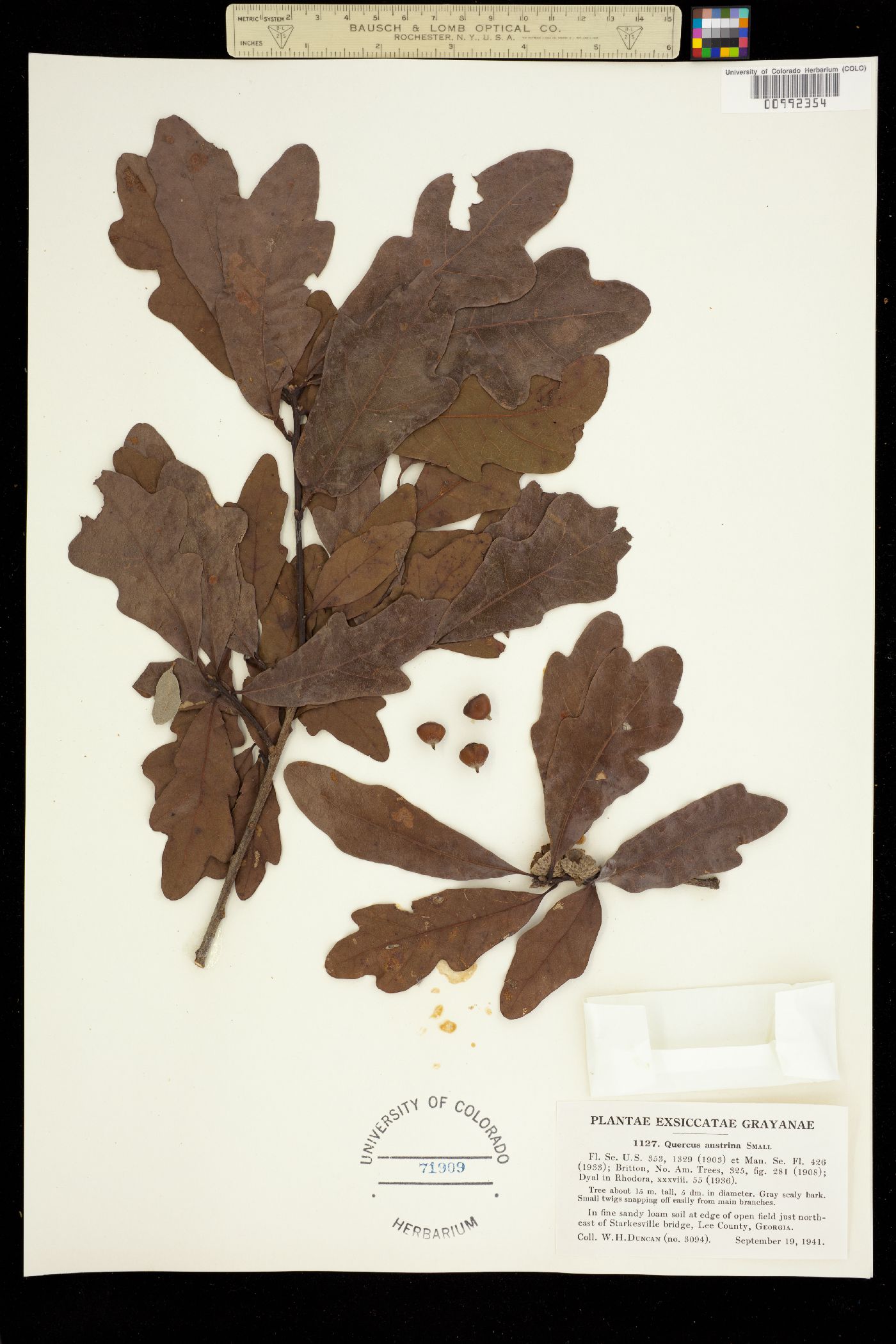 Quercus image