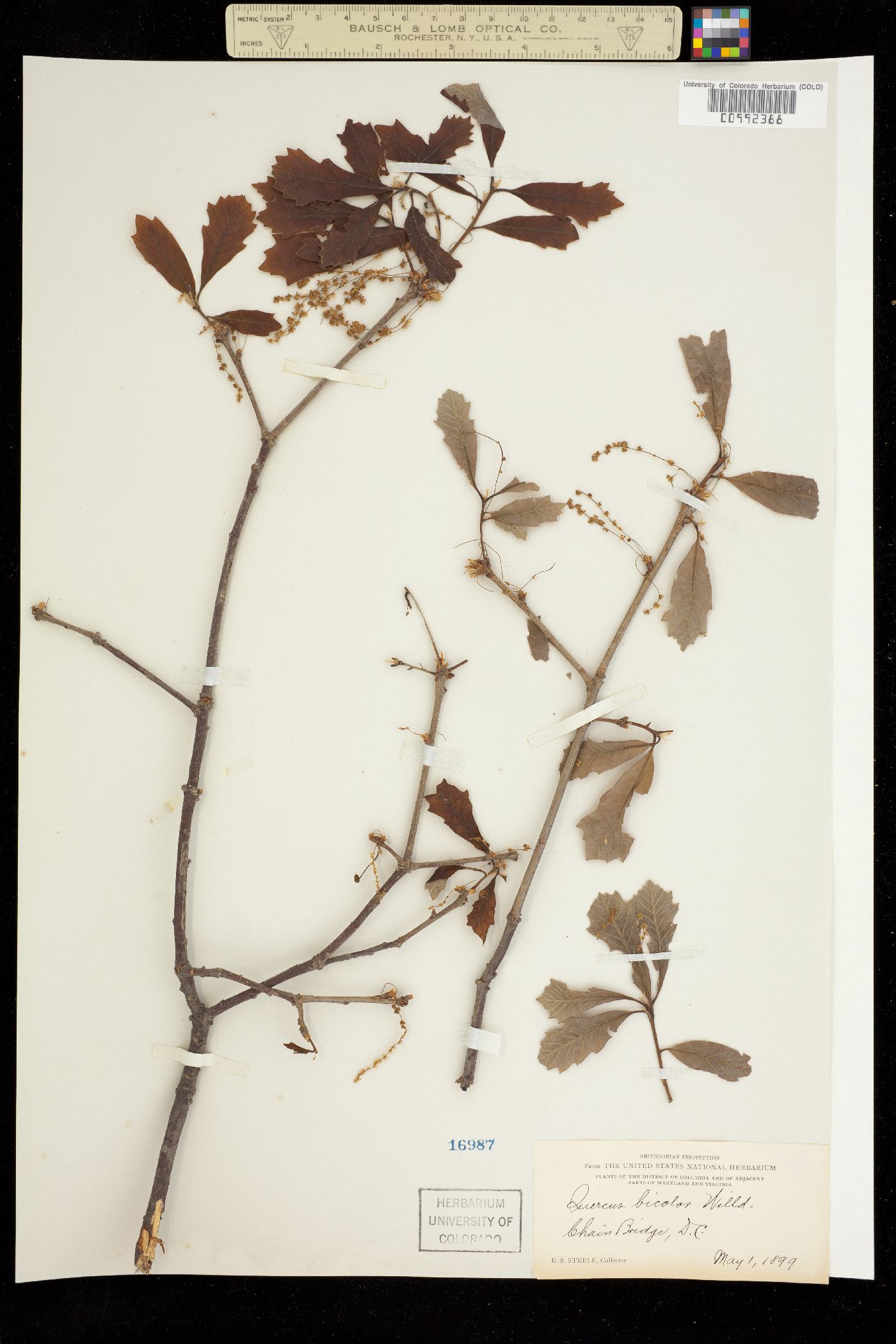 Quercus bicolor image