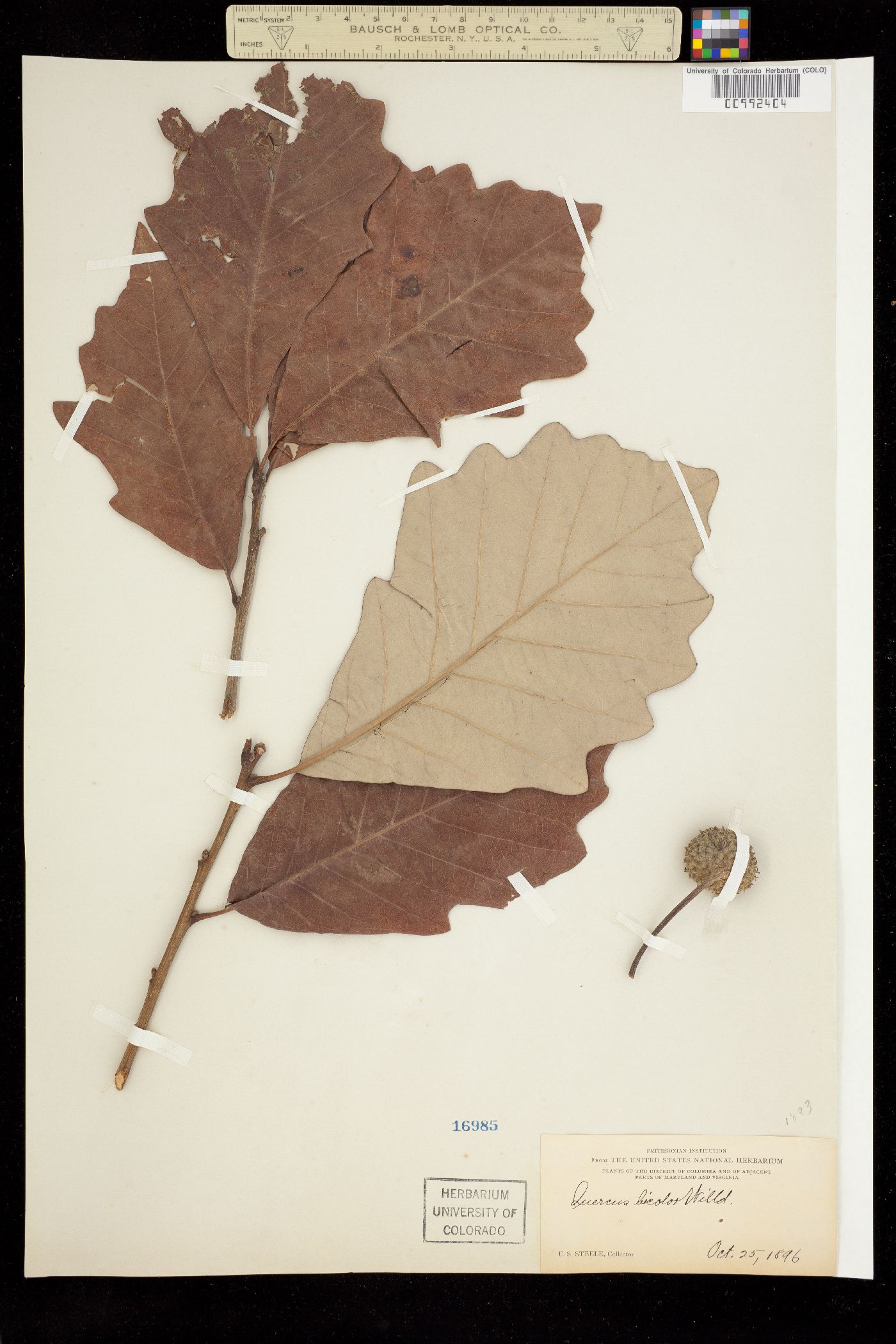 Quercus bicolor image