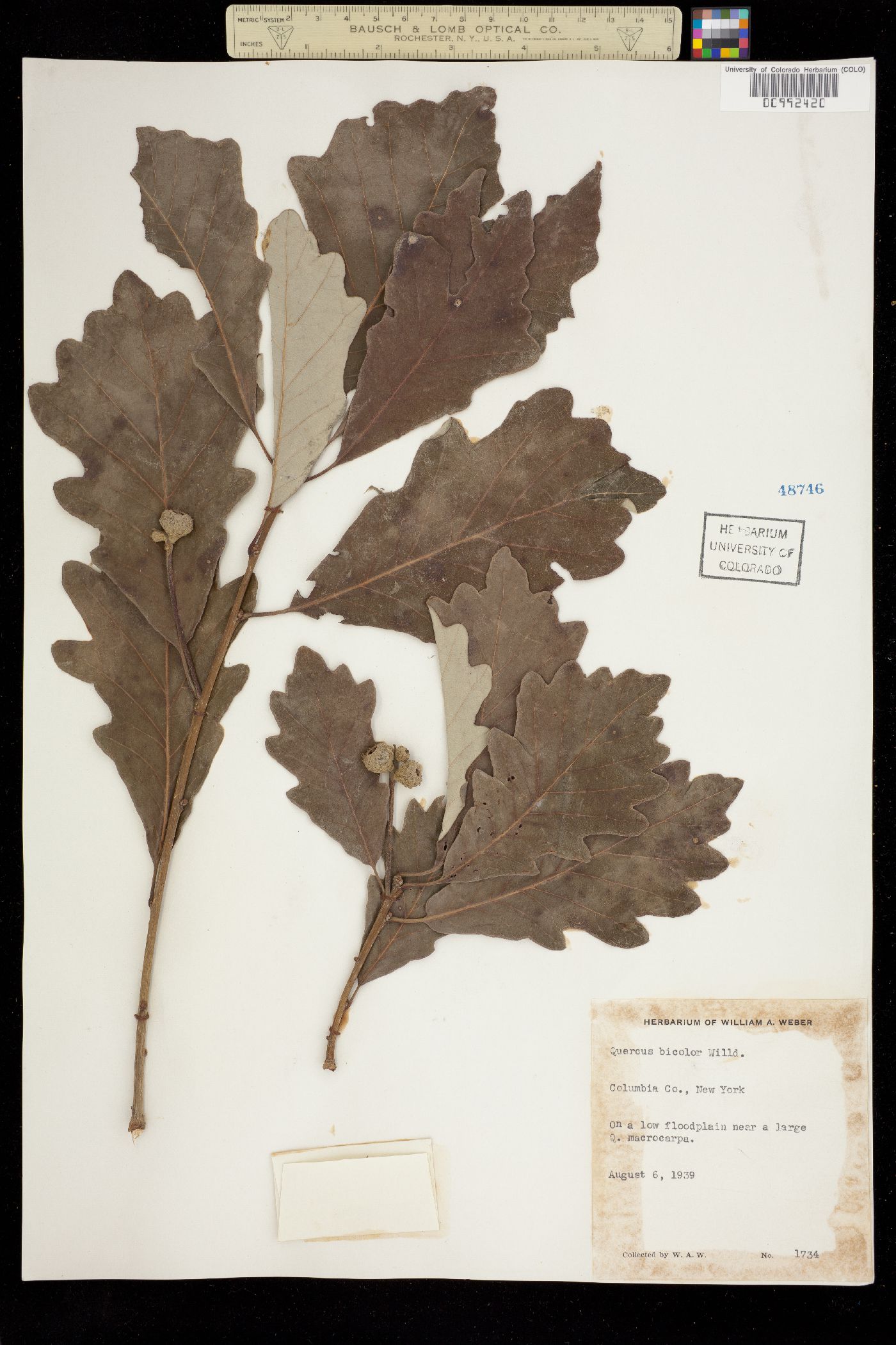 Quercus bicolor image