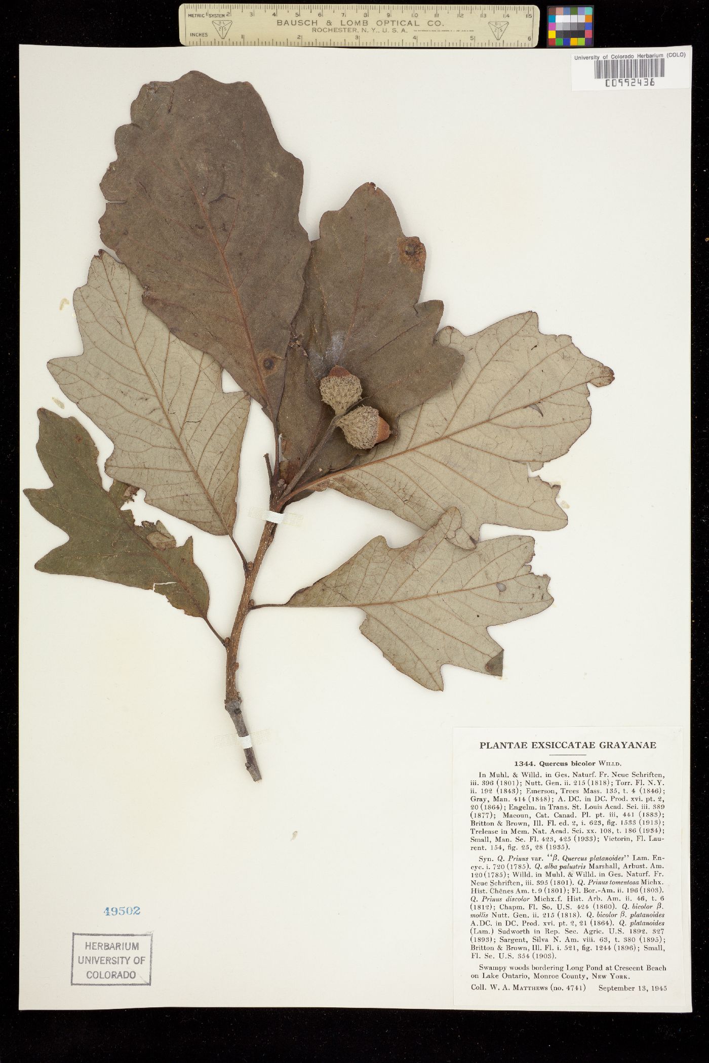 Quercus bicolor image