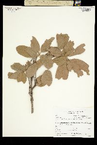 Quercus arizonica image