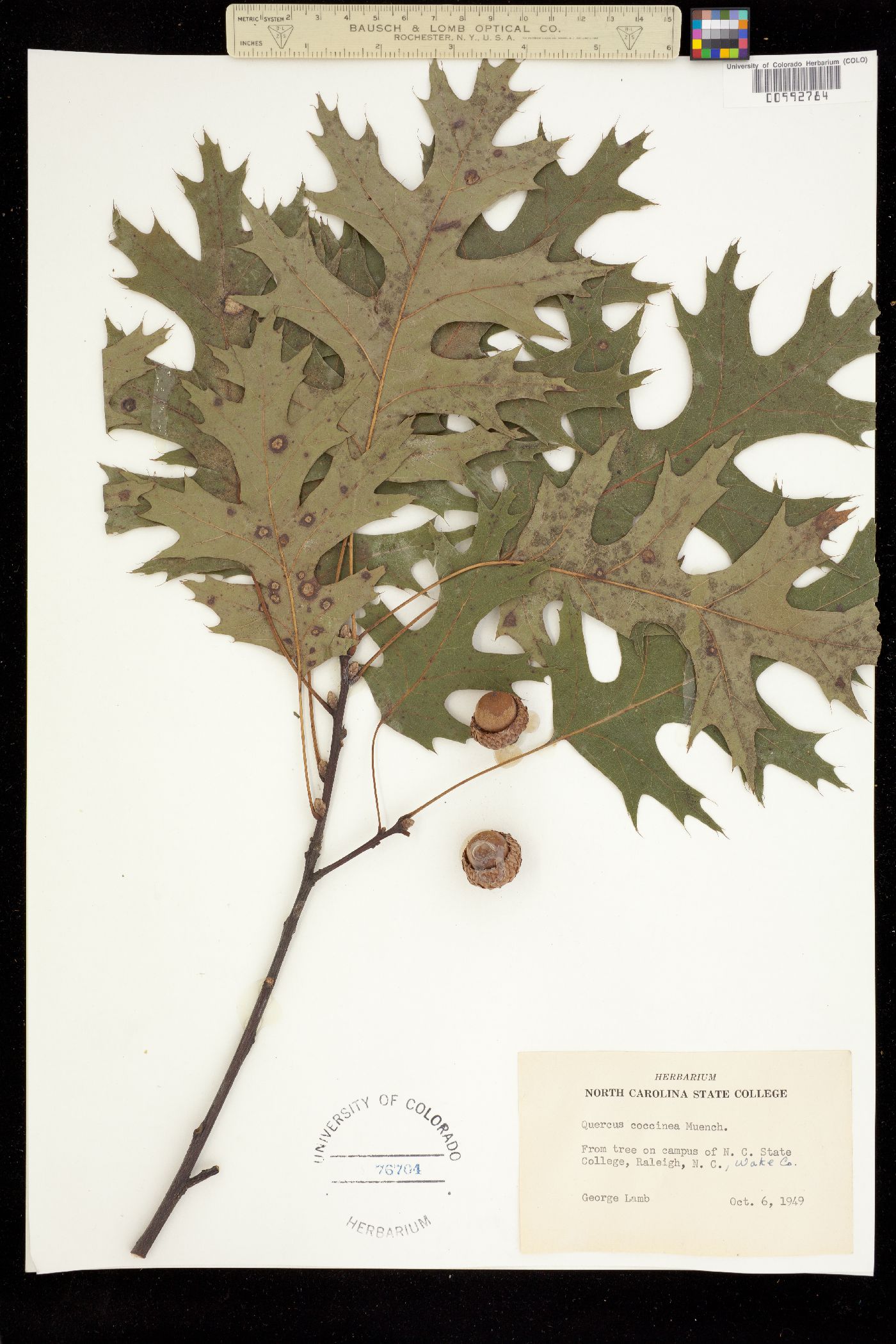 Quercus coccinea image