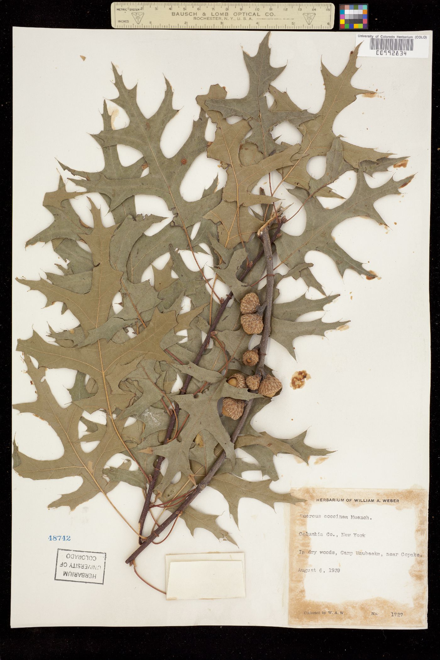 Quercus coccinea image