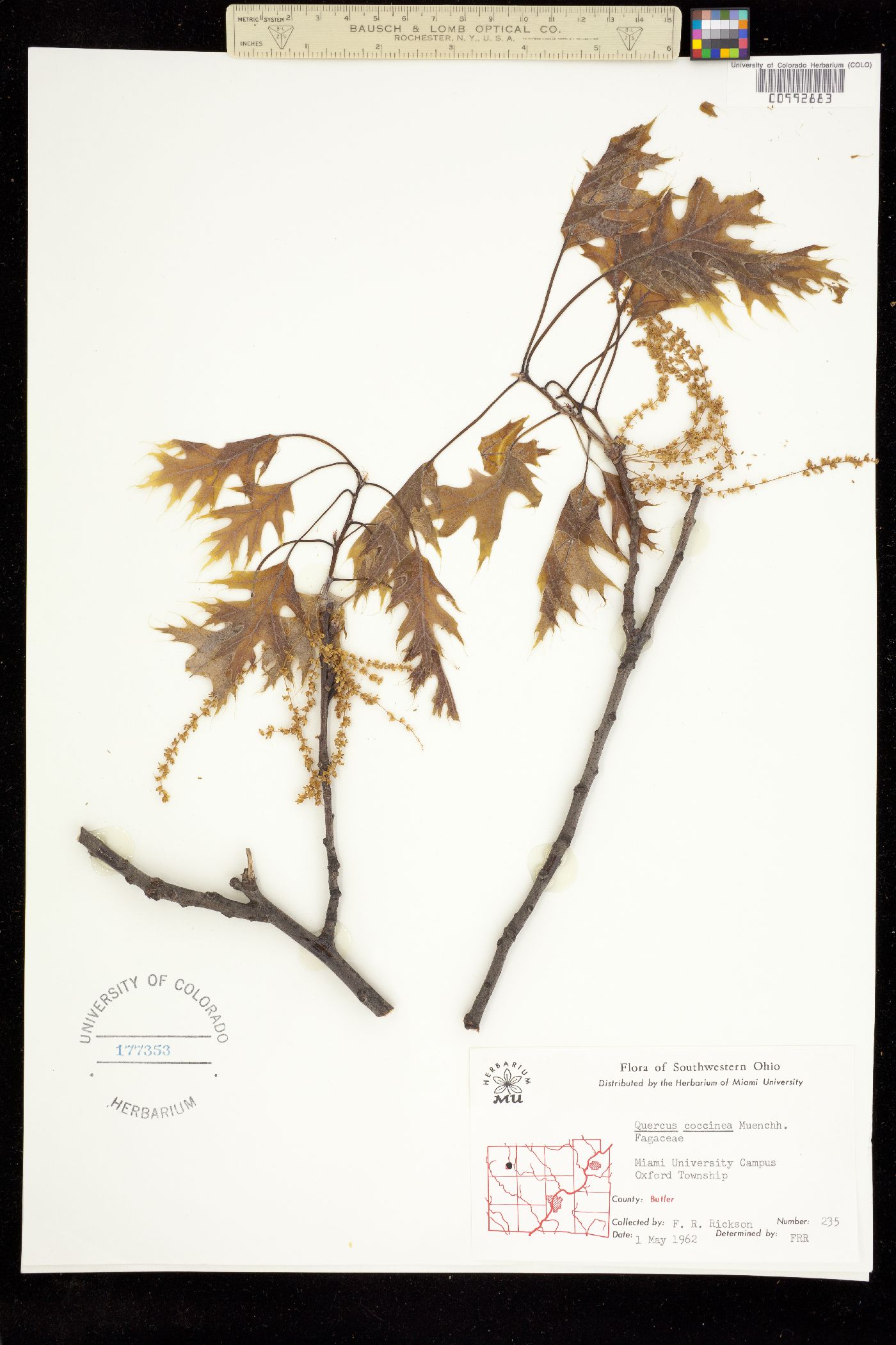 Quercus coccinea image