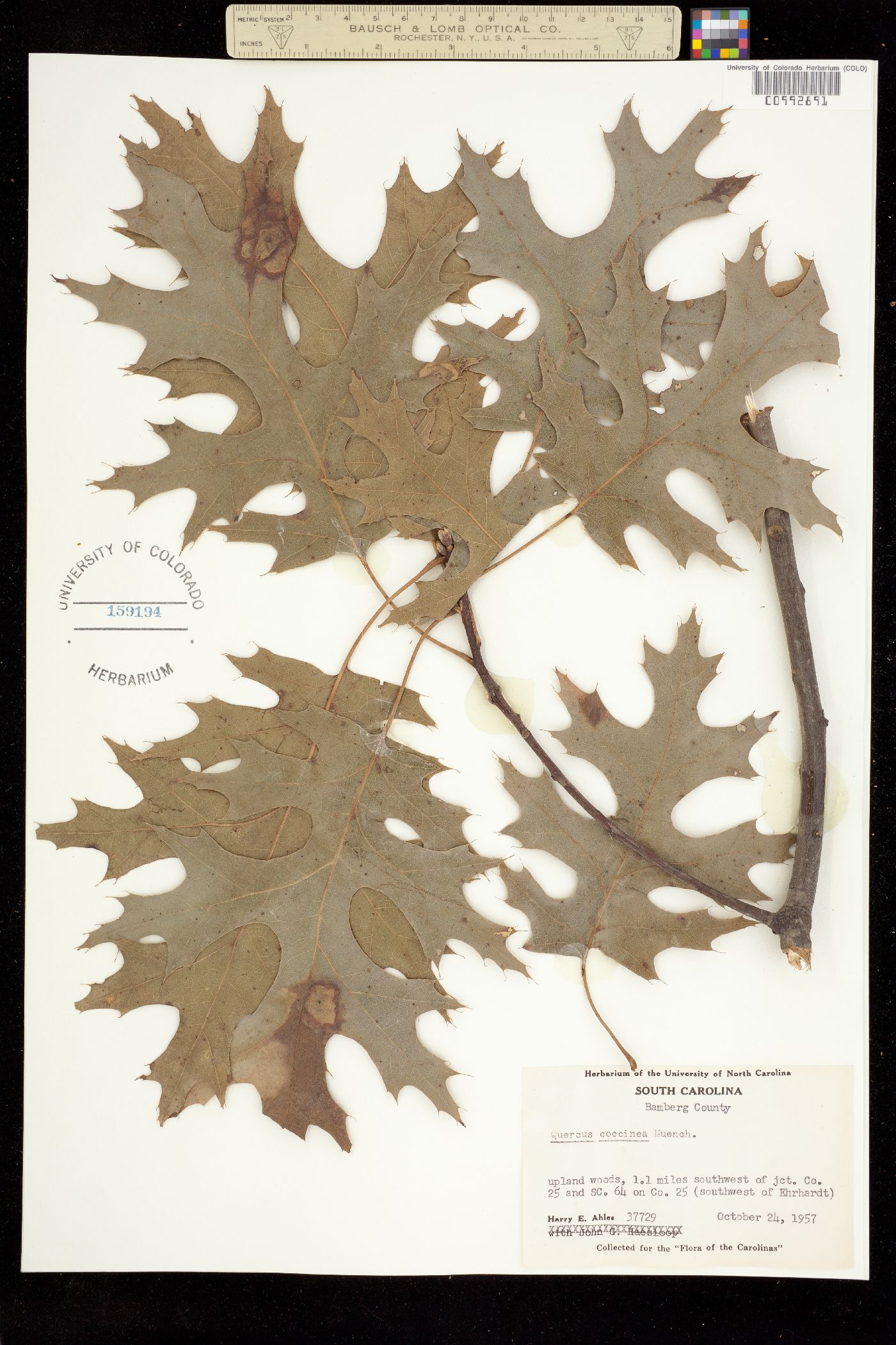 Quercus coccinea image