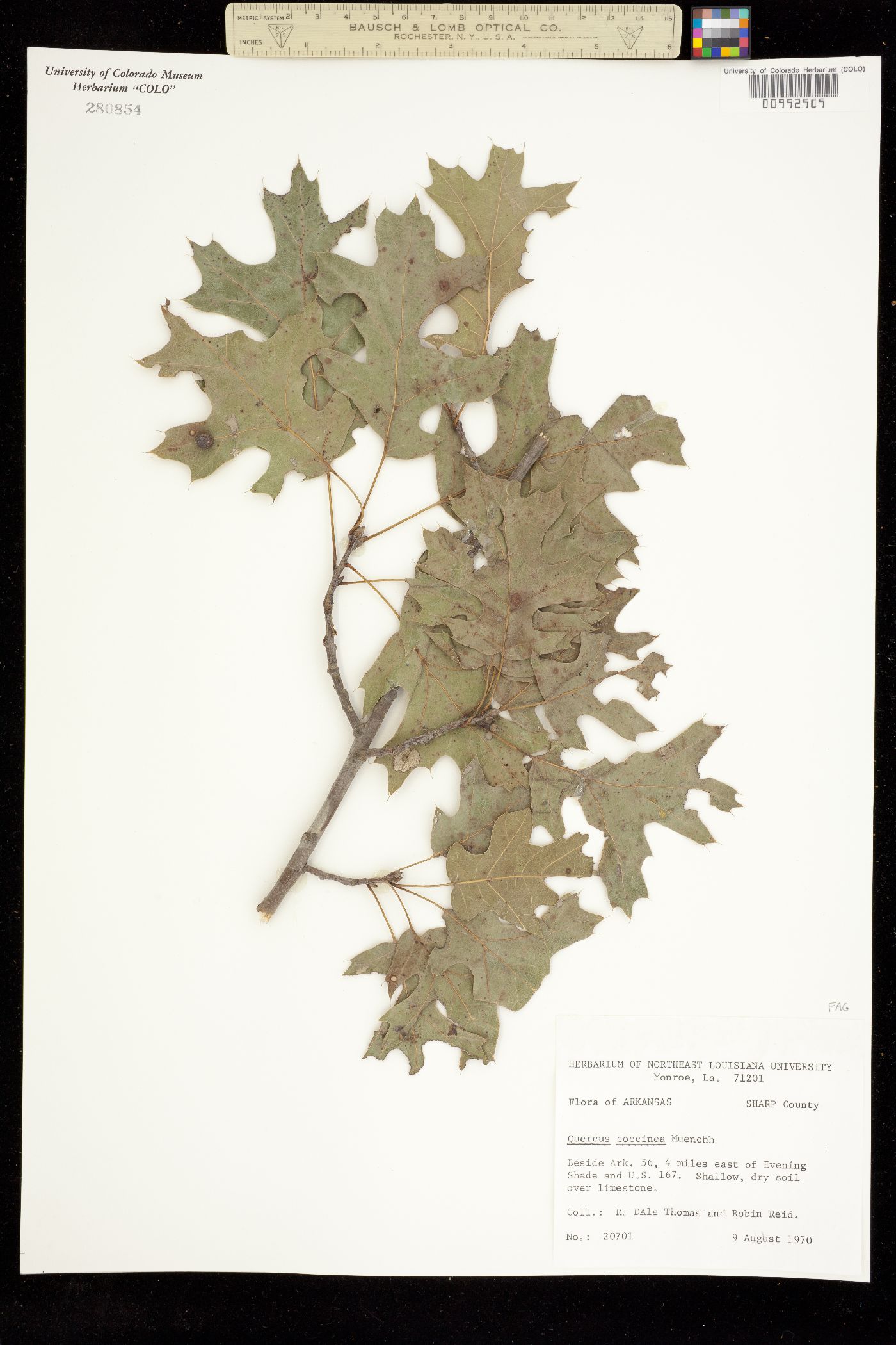 Quercus coccinea image