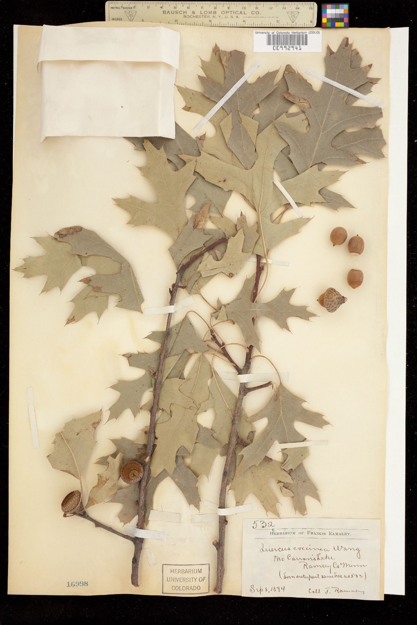 Quercus coccinea image