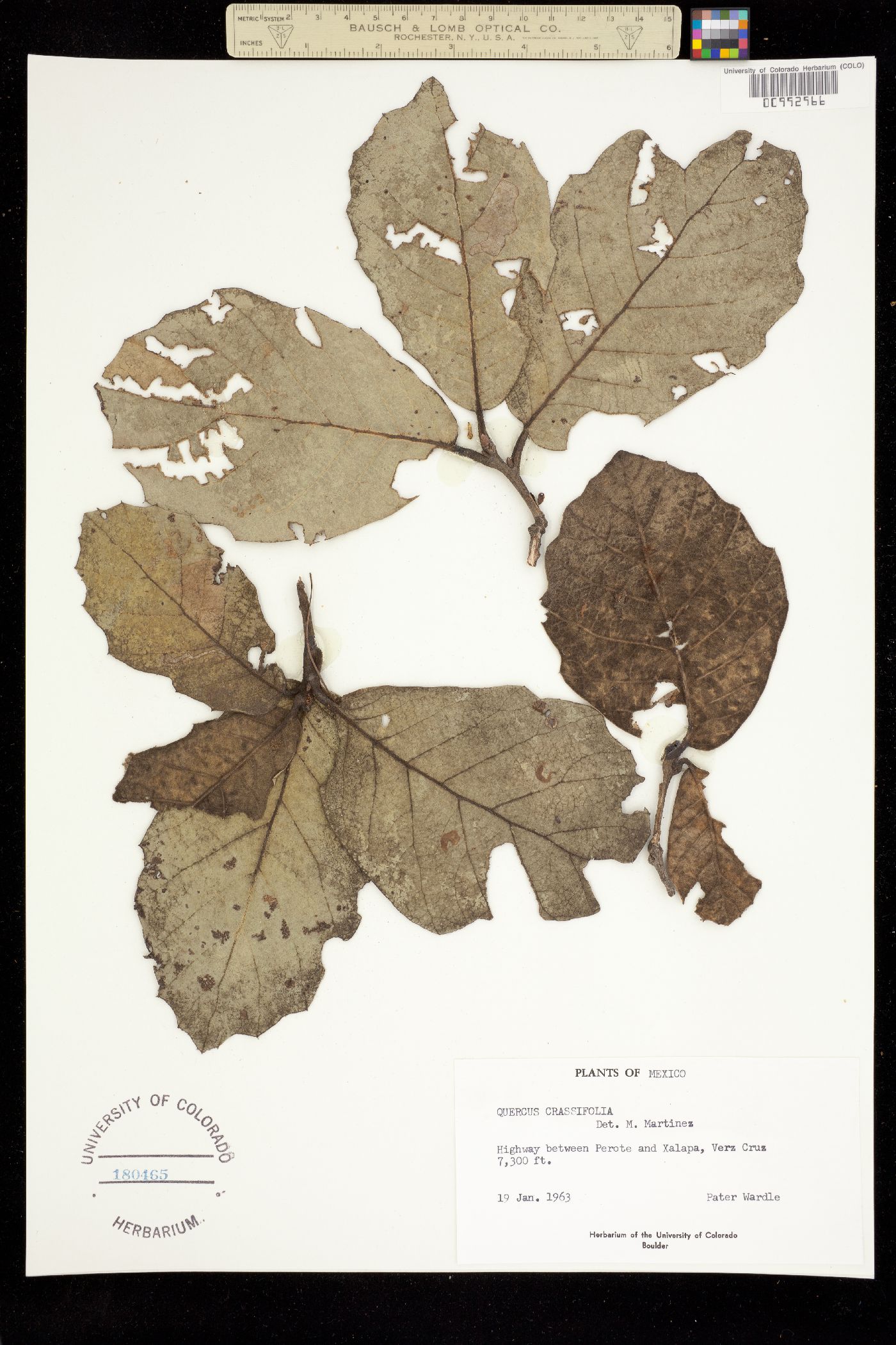 Quercus coccinea image