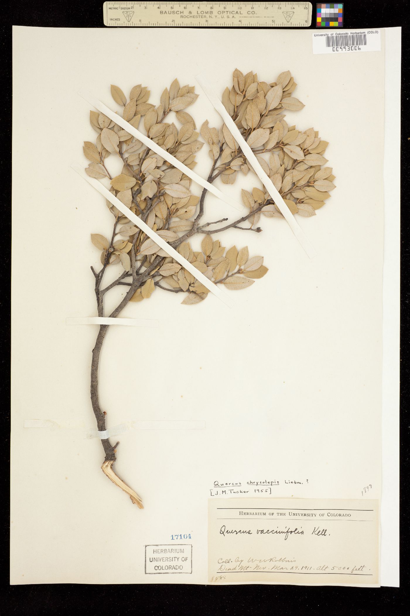 Quercus chrysolepis image