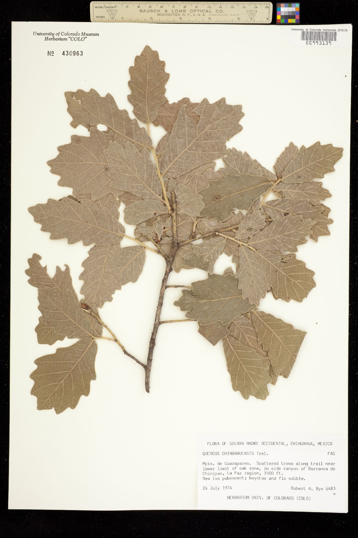 Quercus chihuahuensis image