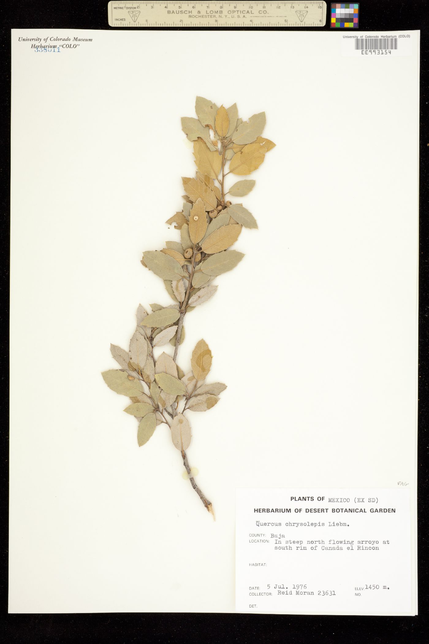 Quercus chrysolepis image
