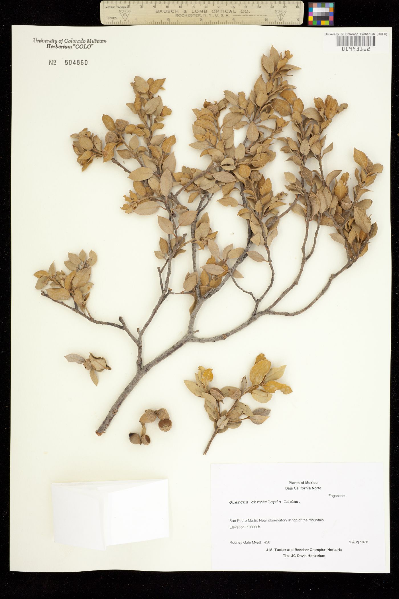 Quercus chrysolepis image