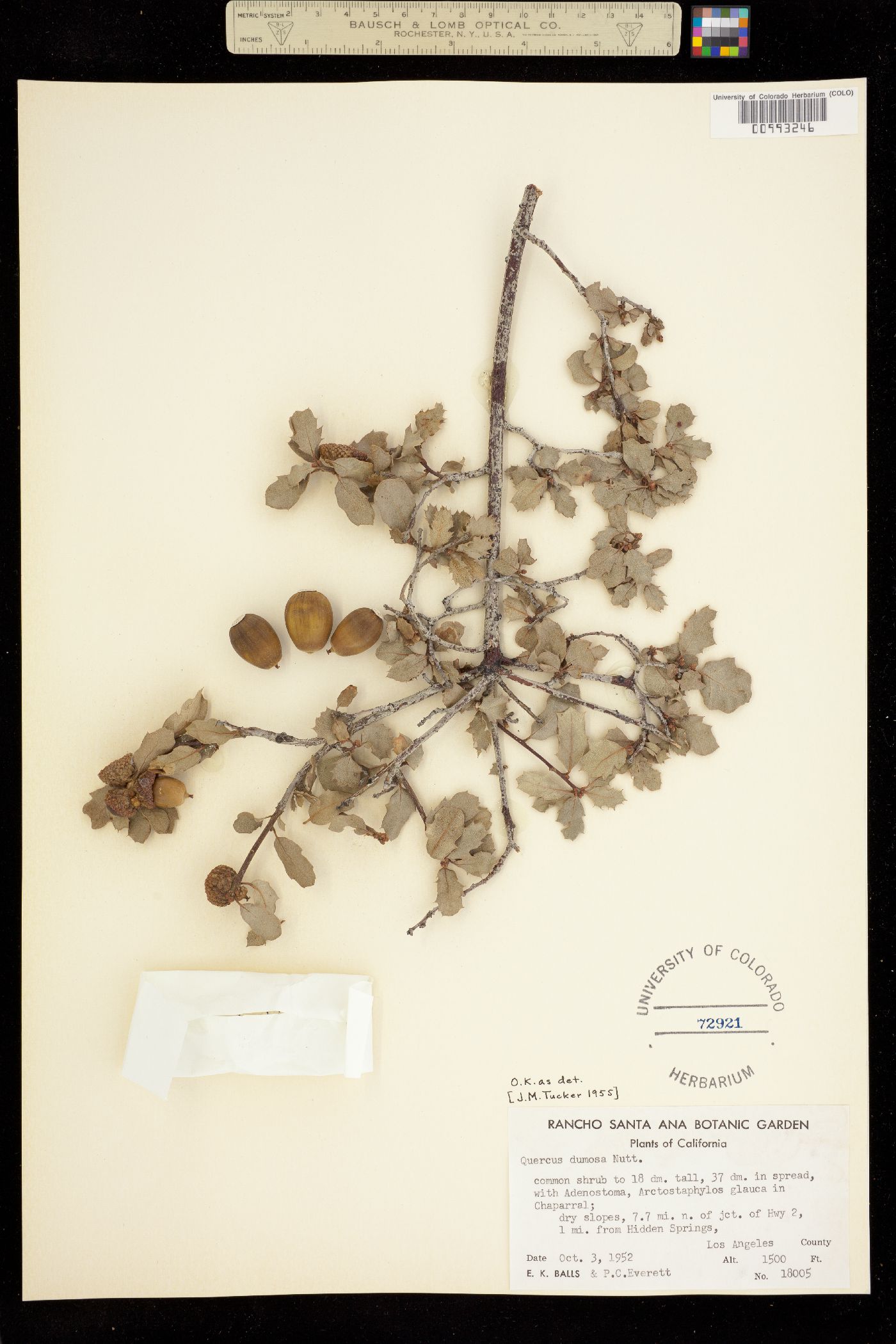 Quercus dumosa image