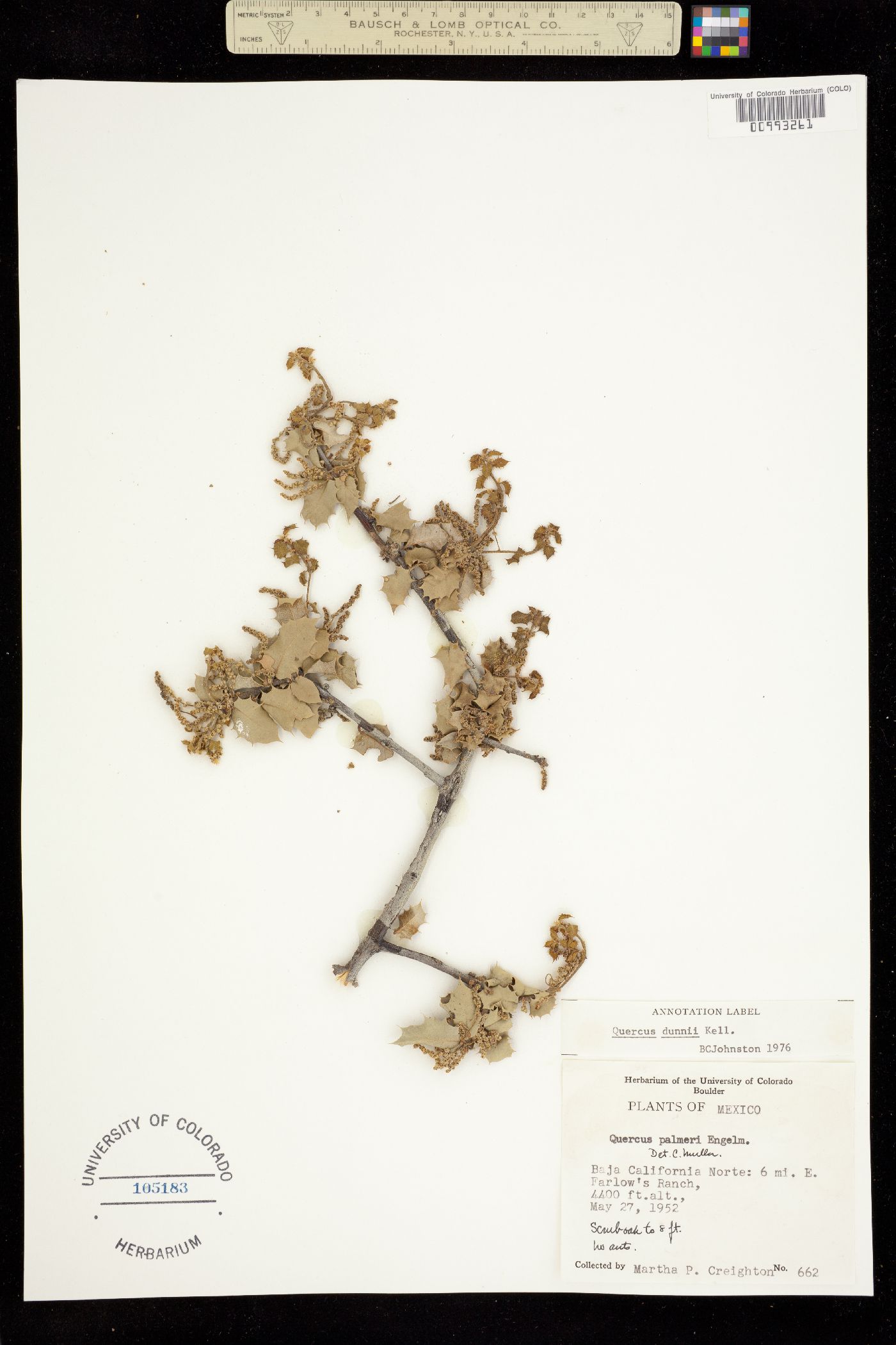 Quercus palmeri image