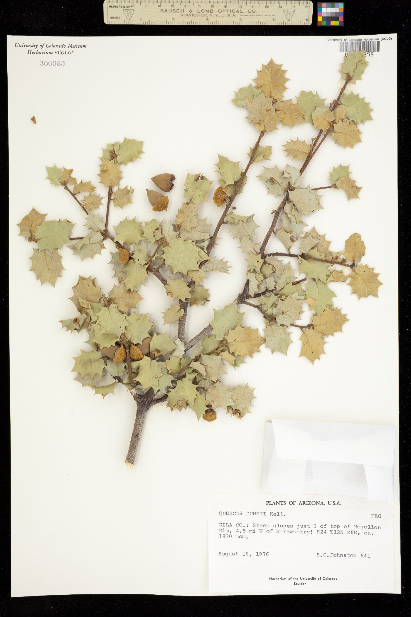 Quercus palmeri image