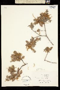 Image of Quercus durata