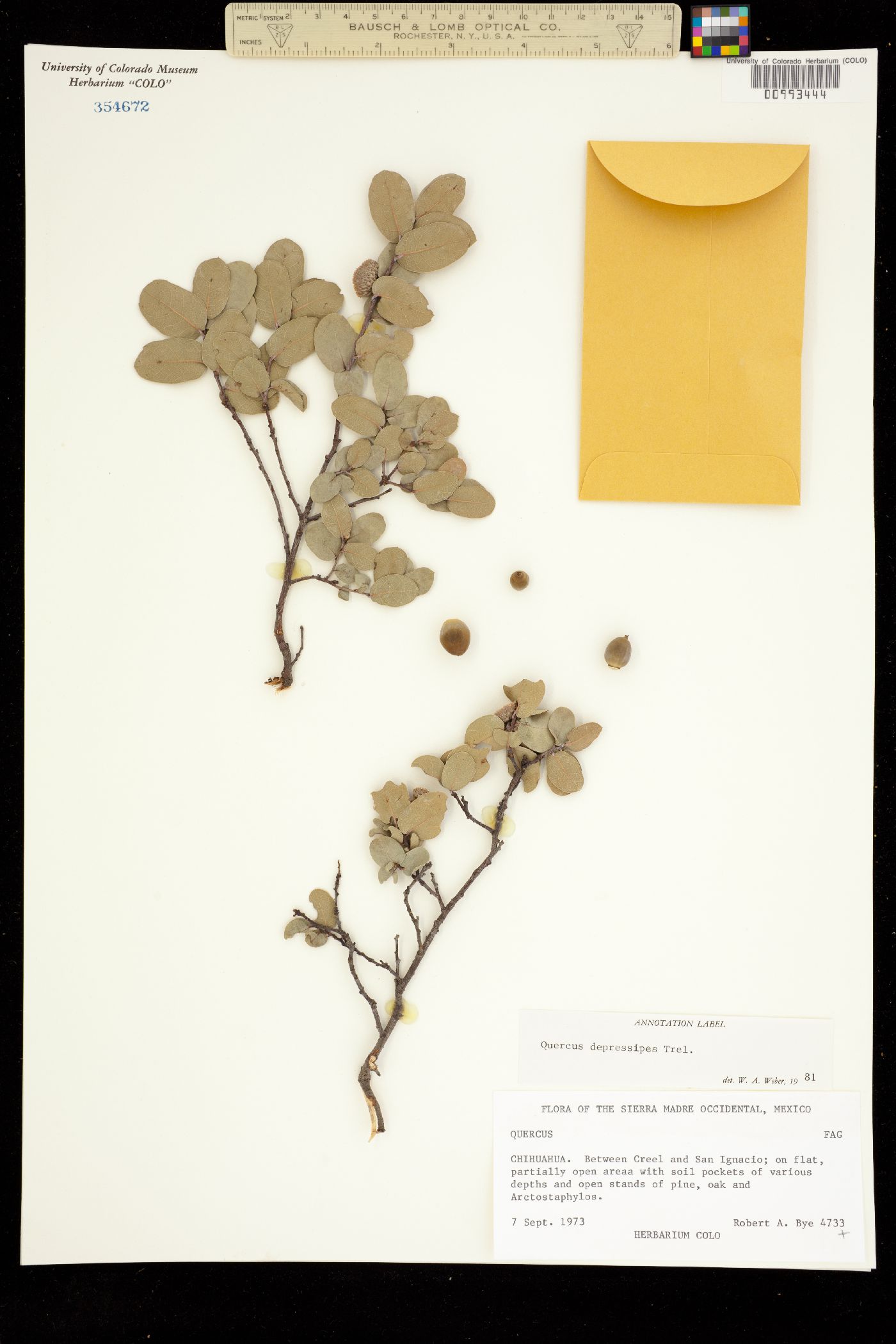 Quercus depressipes image